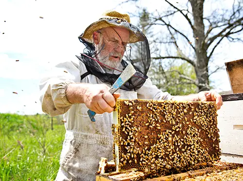 Comment trouver un apiculteur ? - Catégorie