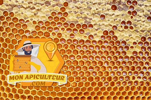 alvéoles avec miel sur un cadre de ruche