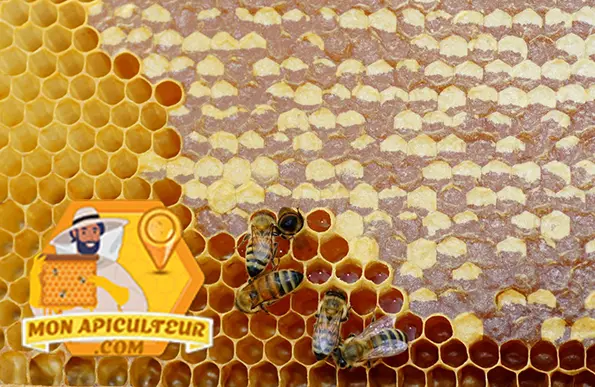 Miel operculé de cire et abeilles
