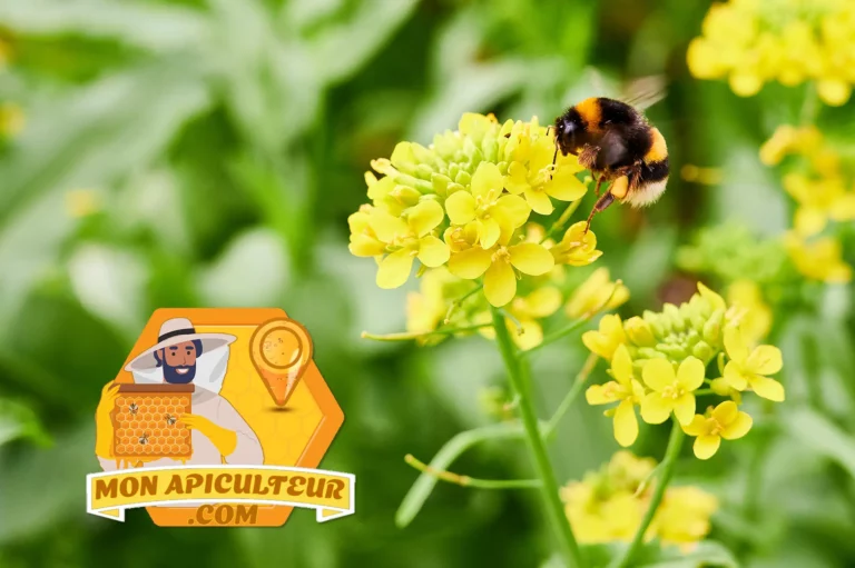 Bombus terrestris sur fleurs de colza