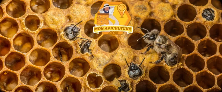 Abeilles apportant des soins au couvain