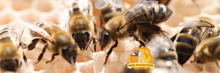 Abeilles et vibration des cellules de cire