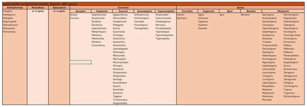 tableau classification des abeilles Apidae