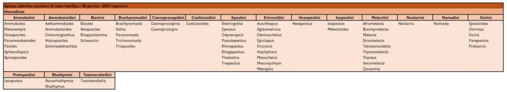 tableau classification des abeilles Apidae Nomadinae