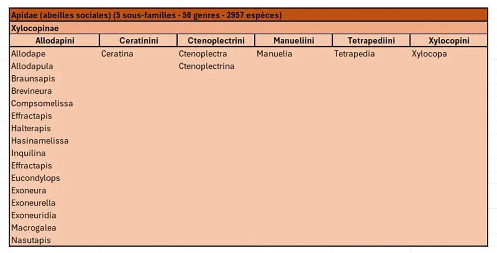 tableau classification des abeilles Apidae Xylocopinae