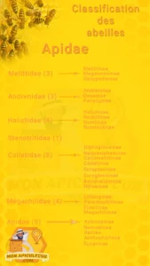 Classification des espèces et sous-espèces d'abeilles