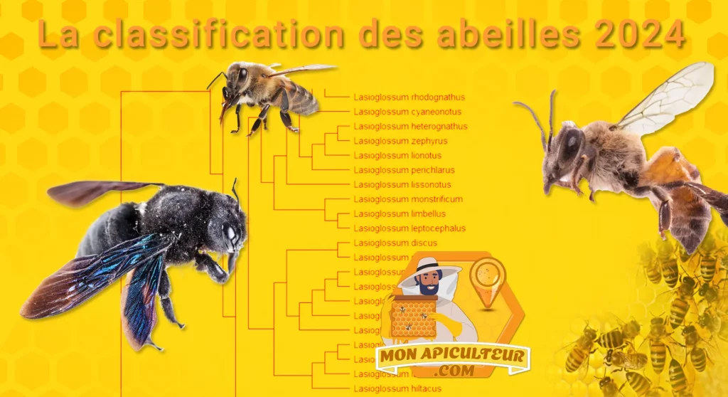 Classification des abeilles en 2024 - Phylogénie