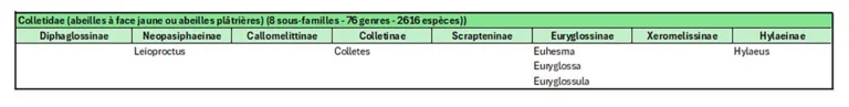 Tableau du genre Colletidae