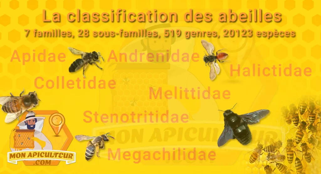 Les 7 familles d'abeilles