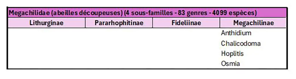 Tableau de classification des abeilles Megachilidae