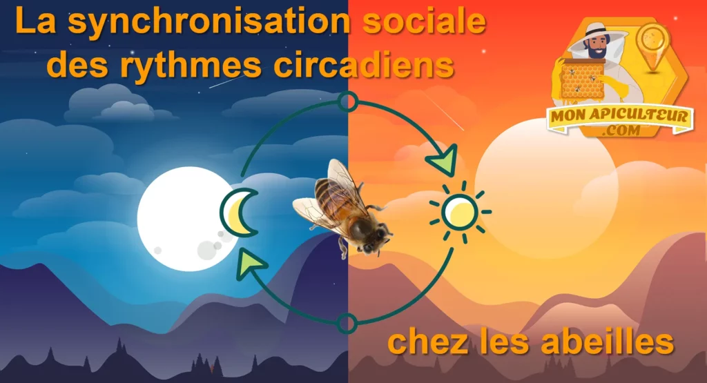 rythme circadien des abeilles