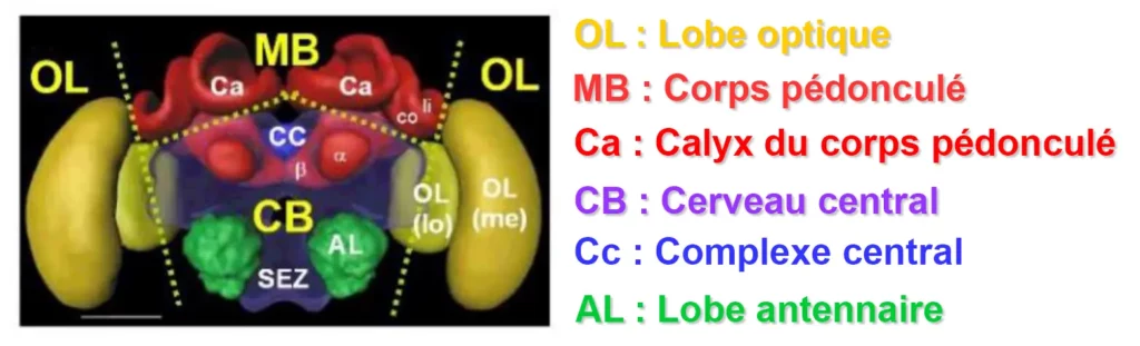 Constitution du cerveau des abeilles