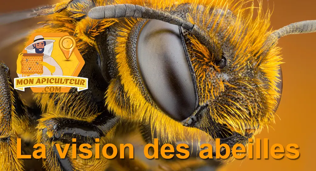 Vision des abeilles et vue d'une abeille sauvage