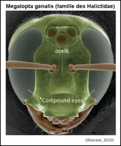 Les 5 yeux des abeilles